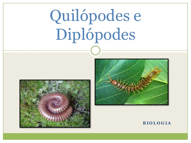 Quilópodes E Diplópodes