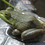 Rana Catesbeiana