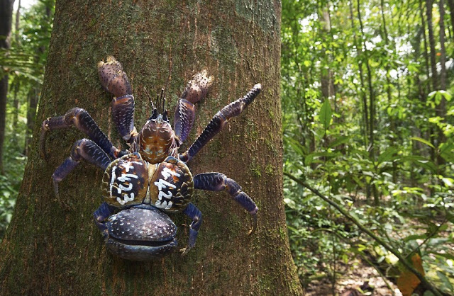 Caranguejo do Coqueiro Subindo em Árvore