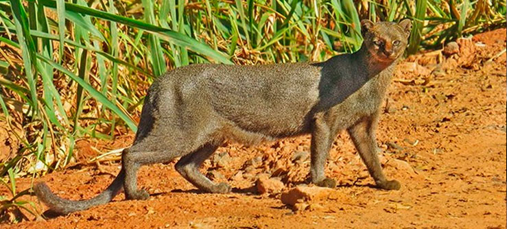 Gato Mourisco Andando na Terra Vermelha