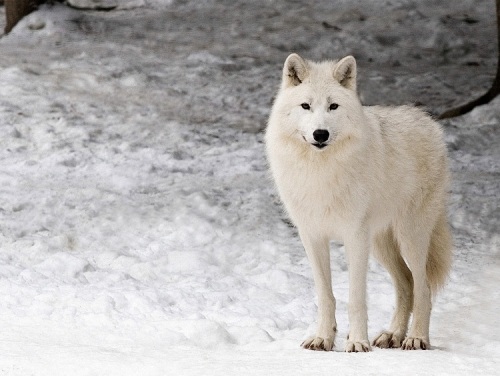 Lobo do Ártico
