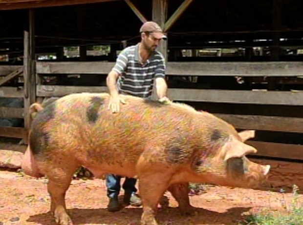 Porco Gigante