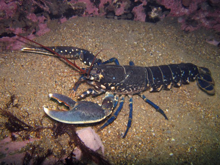 Homarus Gammarus