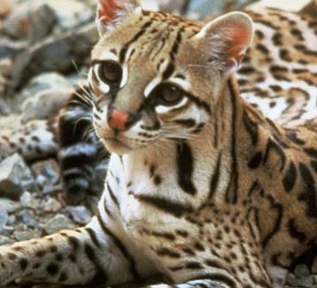 Jaguatirica Sentada