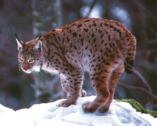 Lince Pardo