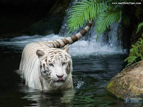 Tigre Siberiano Branco
