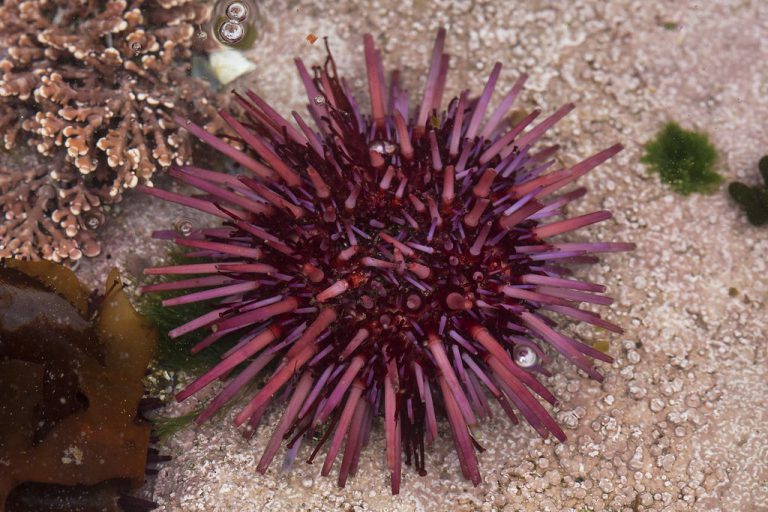 Espécie Strongylocentrotus Mesocentrotus