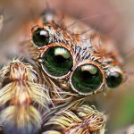 Aranha Portia Fotografada de Perto