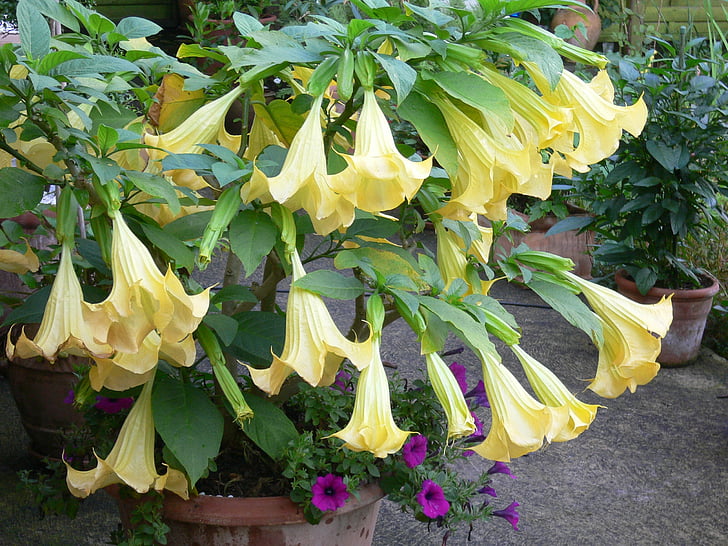 Flor-Trombeta-de-Anjo: Nome Científico, Ficha Técnica e Imagens