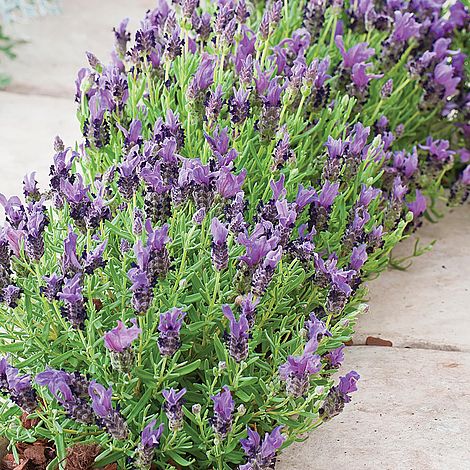 Flor de Lavanda: Significado no Casamento