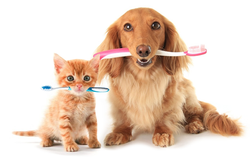 Cão e Gato Com Escova de Dente na Boca