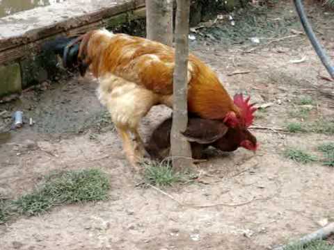 Galo Cortejando a Galinha