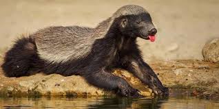 Ratel na Natureza