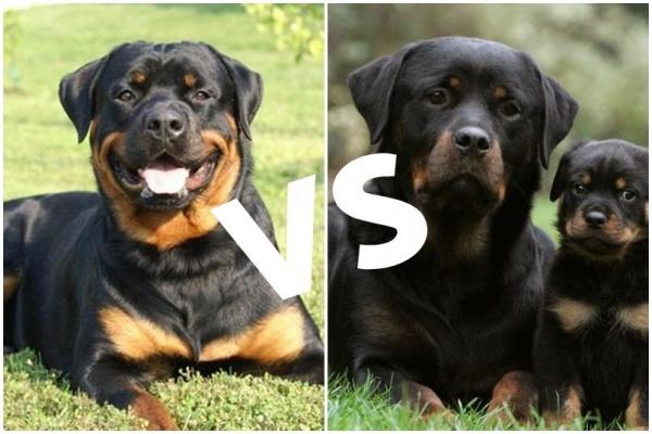 Rottweiler Alemão e o Americano
