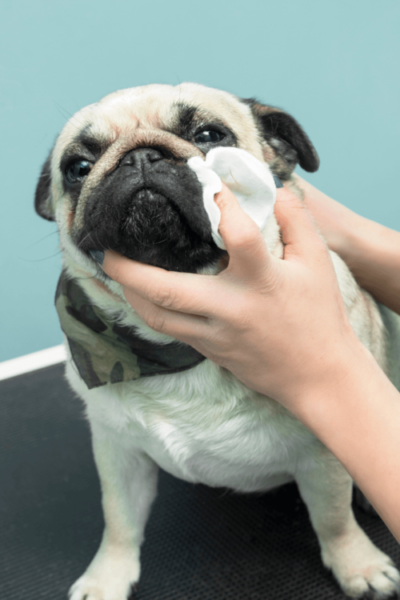 Secando Bem o Pug