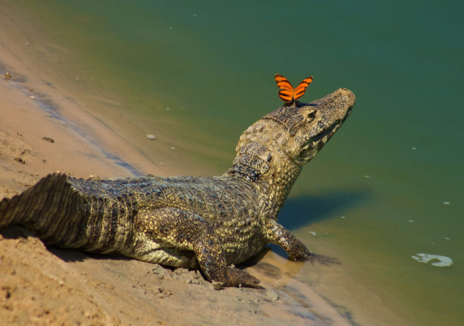 Borboleta em Cima da Cabeça de Um Jacaré do Pantanal