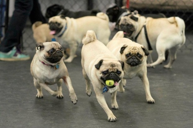 Canil de Pug