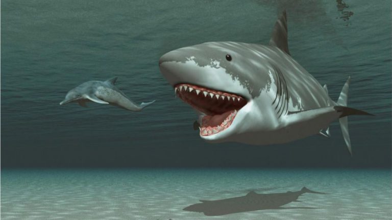 Megalodon