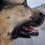 Cachorro Com a Boca Espumando
