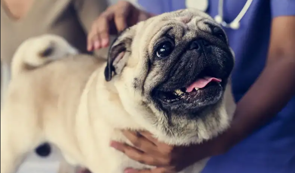 Pug no Veterinário