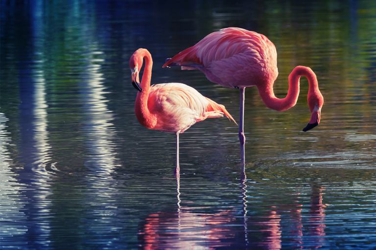 Flamingo em Uma Perna Só