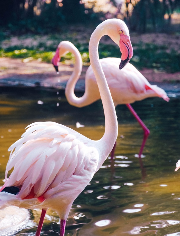 Flamingos