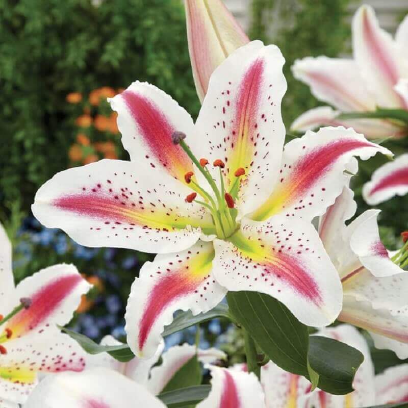 Lírios Longuiflorum: Características, Significado, Espécies e Fotos