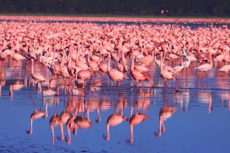 Milhares de Flamingos na Beira de um Lago
