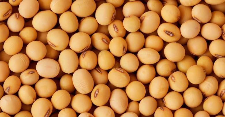 Qual a Vitamina da Soja? Benefícios da Proteína da Soja