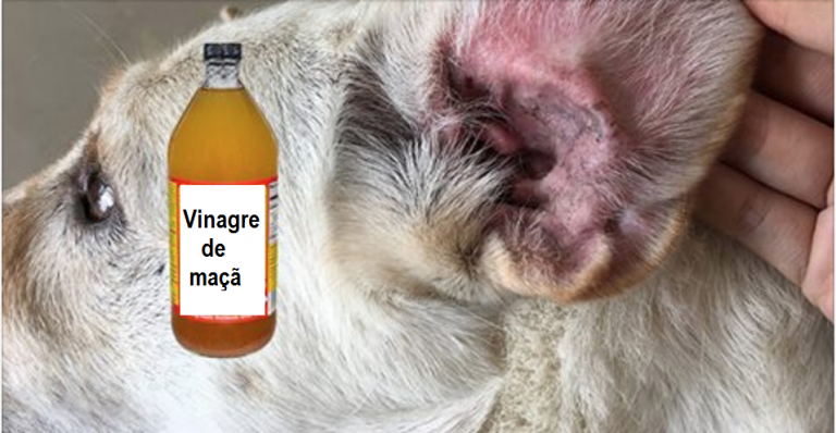 Vinagre De Maçã Para os Cachorros