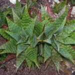 Aloe maculata 1