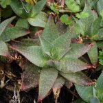 Aloe maculata 3