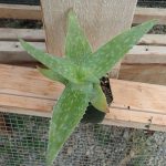 Aloe maculata 5