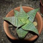 Aloe maculata 6