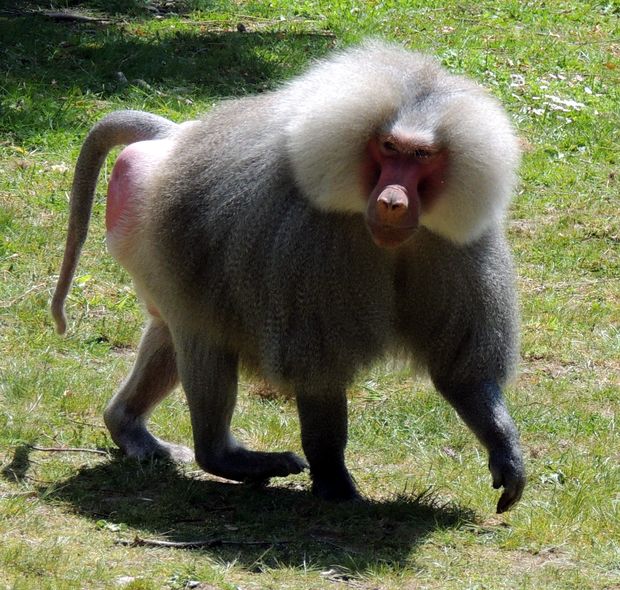 Macacos Espécies Representativas com Nome e Fotos