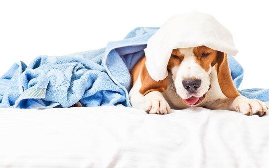 O que é Traqueite Canina, Como Tratar e Evitar