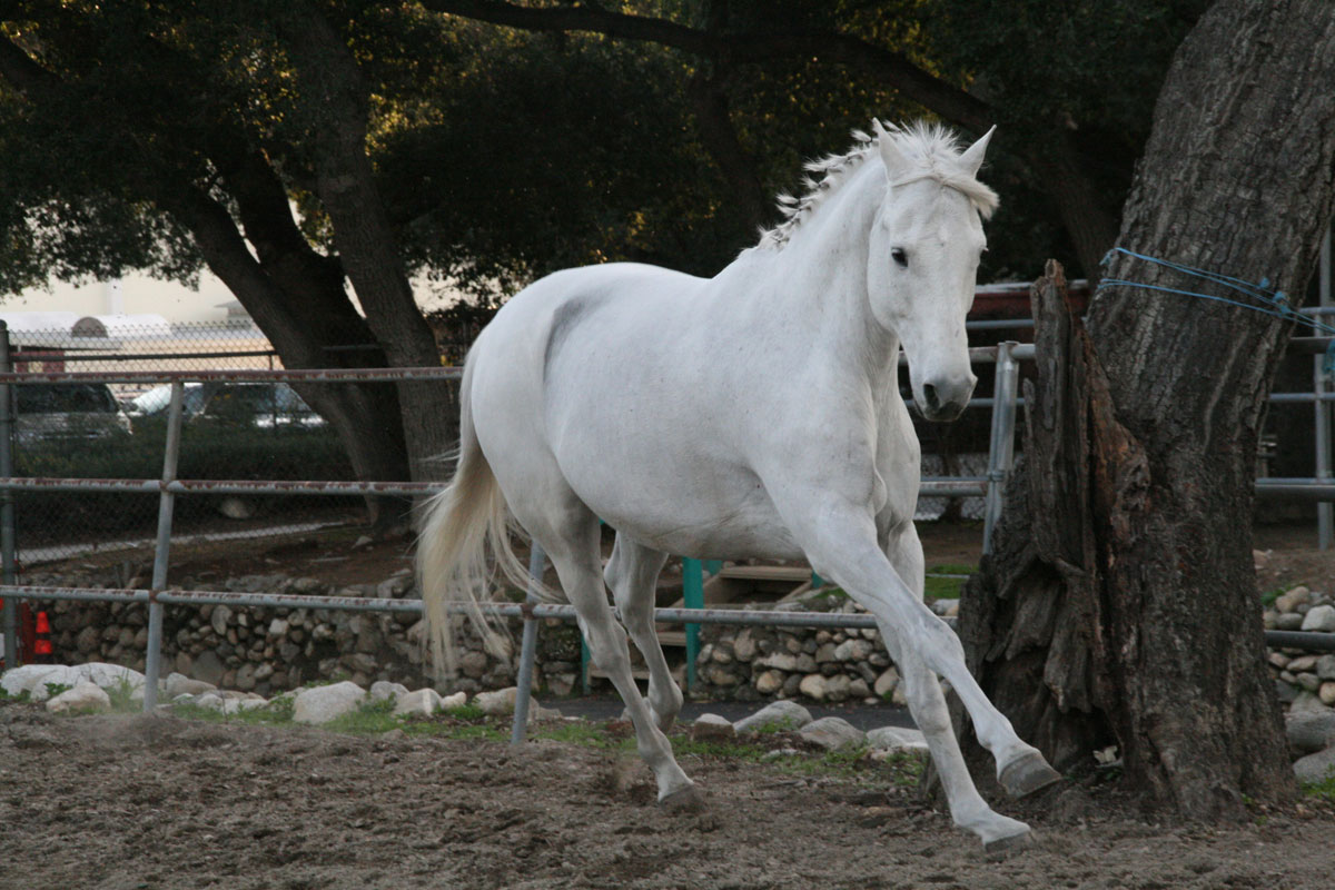 Raça de Cavalo Camarguês: Características, Fotos e História