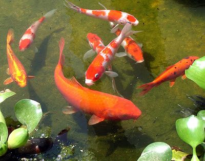 Carpa Amarela: Características, Nome Científico, Habitat e Fotos
