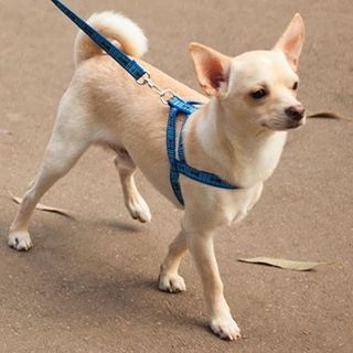 Chihuahua Cabeça de Cervo: Características, Como Cuidar e Fotos