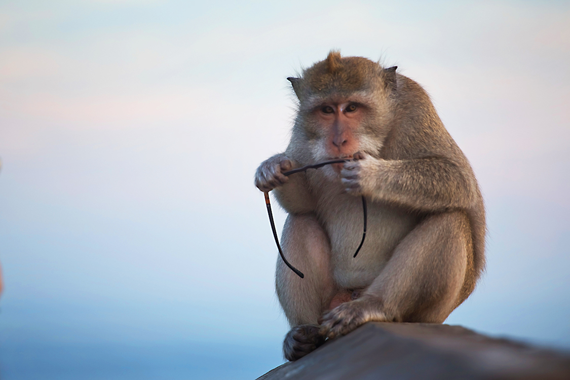 Macacos: Reino, Filo, Classe, Ordem, Família e Gênero