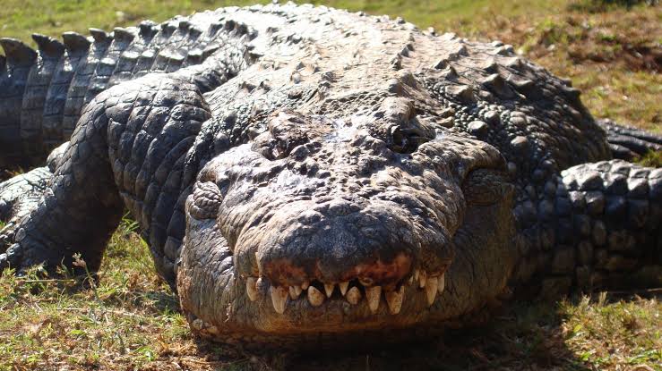 Quais São os Predadores do Crocodilo e Seus Inimigos Naturais?