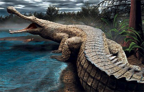 Crocodilo Imperador: Características, Nome Científico e Fotos