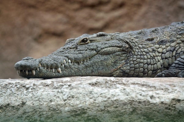 Crocodilo-Persa: Características, Nome Científico e Fotos