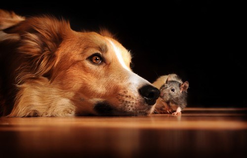 O Que Fazer Quando o Cachorro Come um Rato, ou Morde?