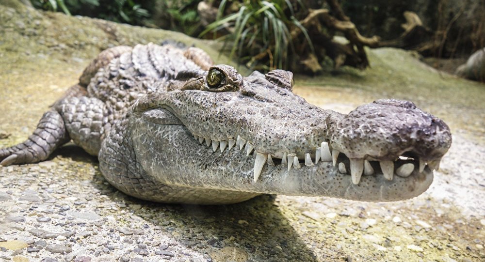 Quantos Dentes Tem um Crocodilo? Qual o Tamanho do Dente?