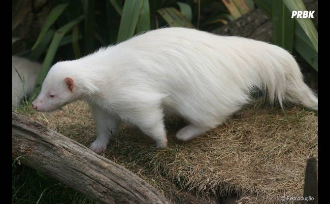 O Que é um Animal Chamado Doninha? Qual a Sua Função?