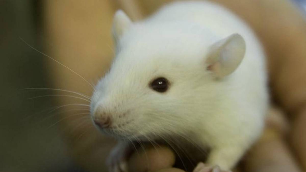 Como os Ratos Sobem na Parede e Andam? Eles têm Garras?