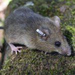Habitat do Rato