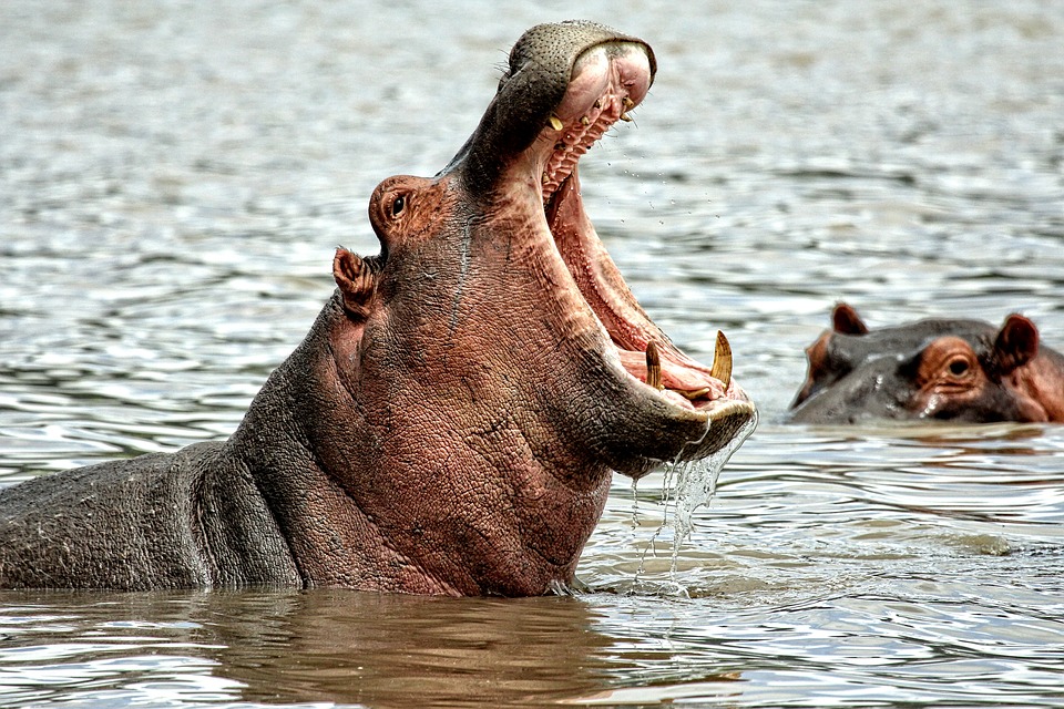 Tudo sobre o Hipopótamo: Características, Nome Cientifico e Fotos