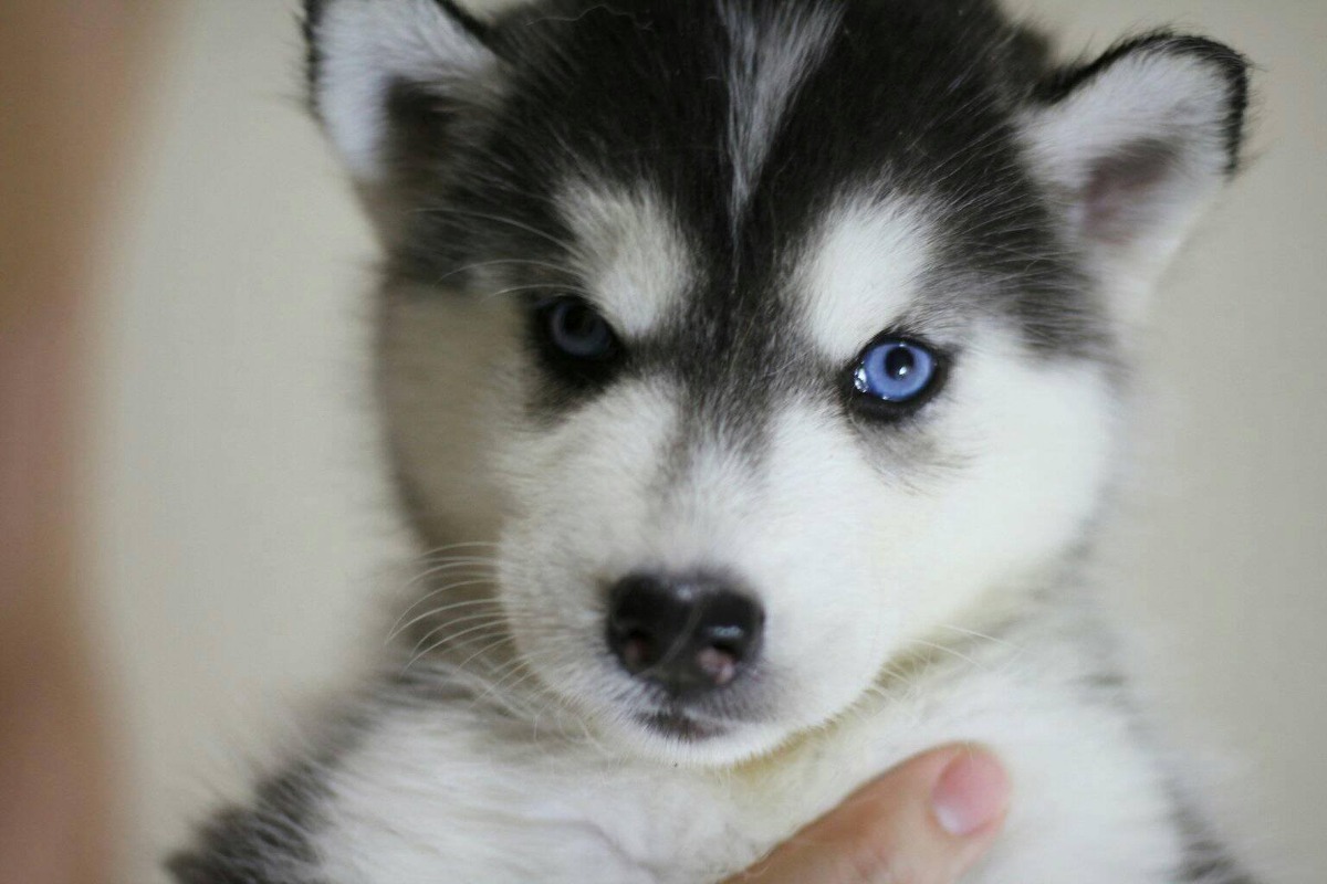 Quanto Custa Manter um Husky Siberiano? Ele é Caro?